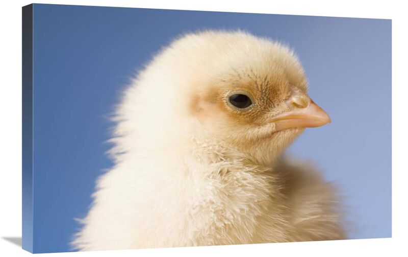 Domestic Chicken, banty morph, hatchling-Canvas Art-30x20
