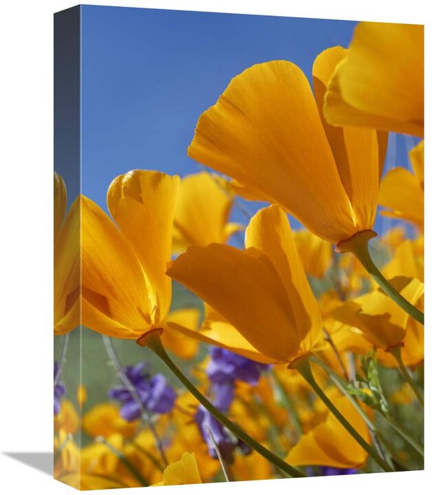 California Poppy flowers, Antelope Valley, California-Canvas Art-12x16