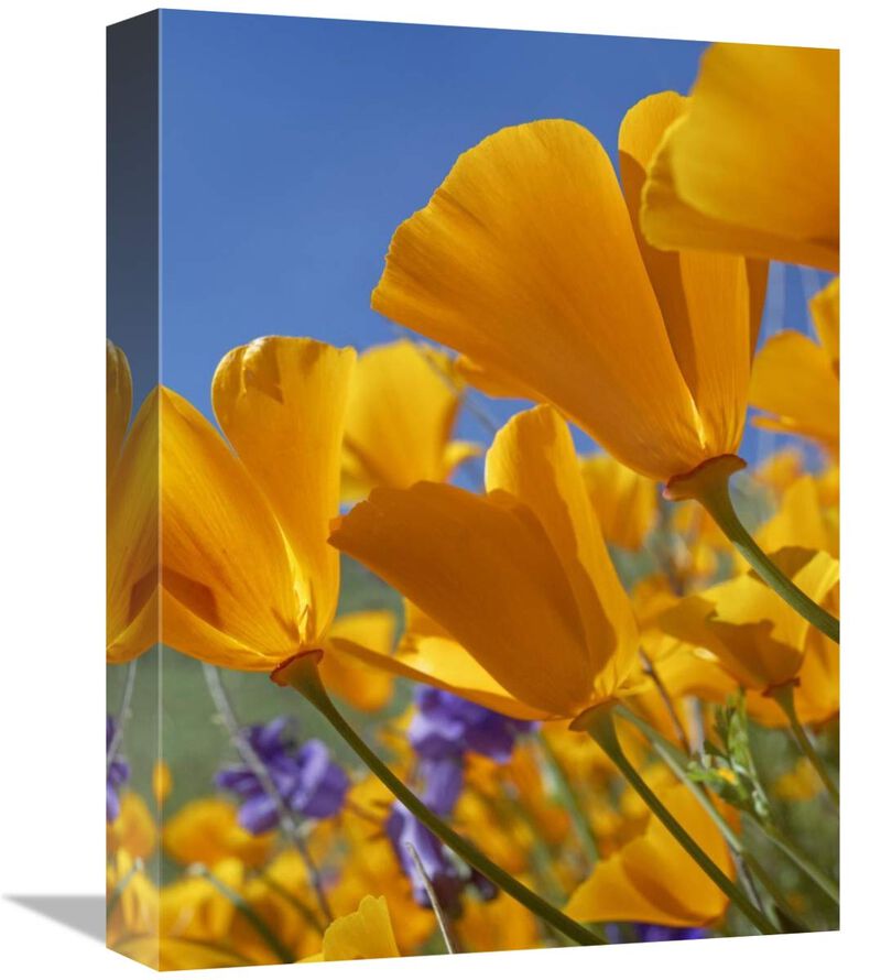 California Poppy flowers, Antelope Valley, California-Canvas Art-12x16