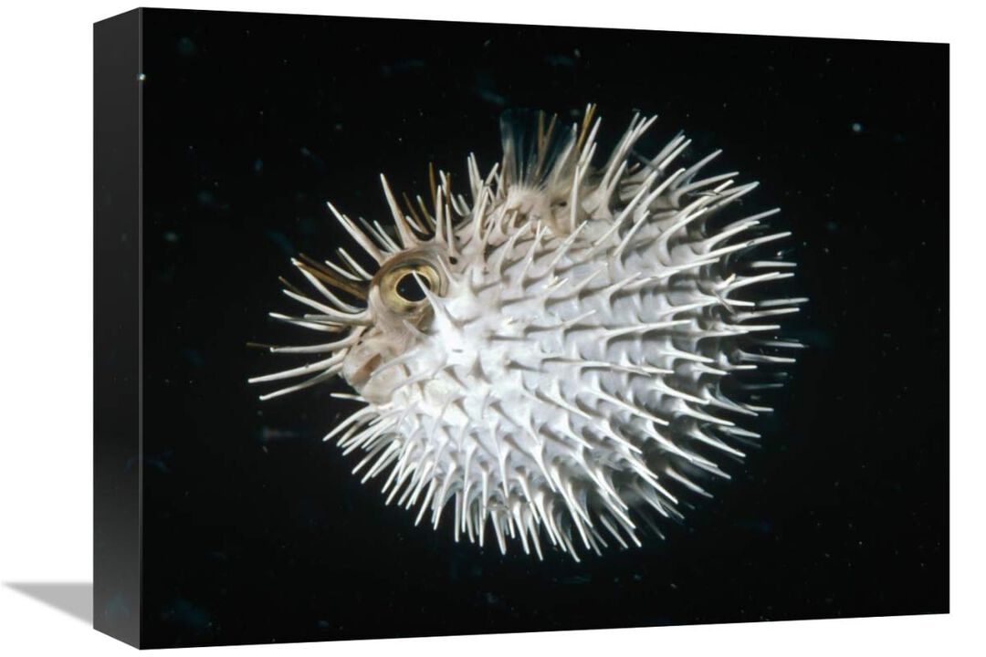 Long-spine Porcupinefish in defense posture, North America-Canvas Art-16x12