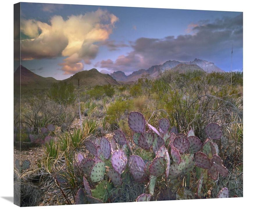 Opuntia cactus, Chisos Mountains, Big Bend National Park, Texas-Canvas Art-30x26.4