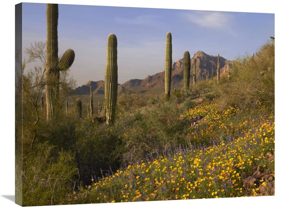 Saguaro cacti and California Poppy field at Picacho Peak State Park, Arizona-Canvas Art-32x24