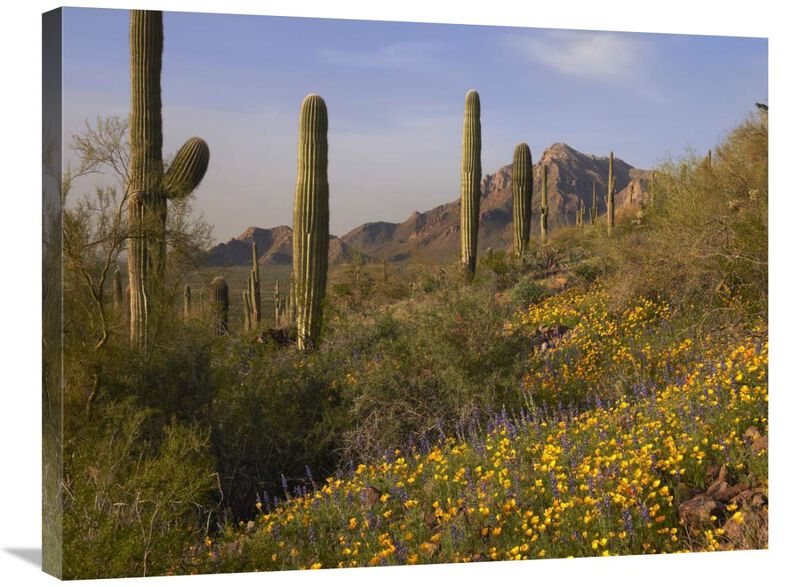 Saguaro cacti and California Poppy field at Picacho Peak State Park, Arizona-Canvas Art-32x24
