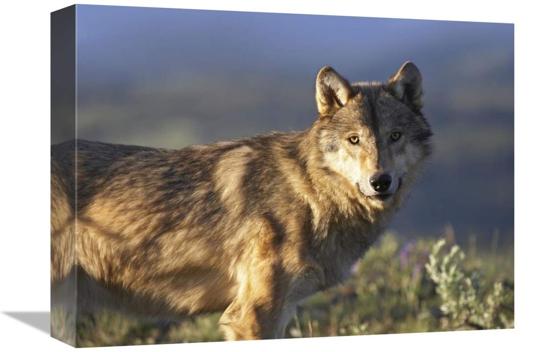 Gray Wolf , North America-Canvas Art-16x12