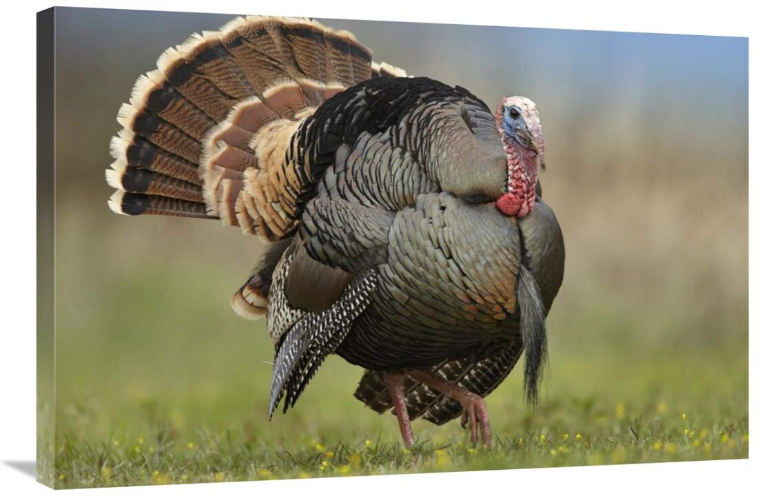 Wild Turkey male in courtship display, Palo Duro Canyon State Park, Texas-Canvas Art-36x24