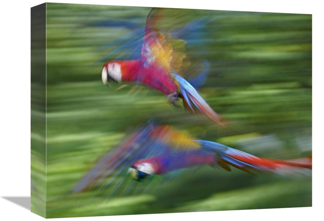 Scarlet Macaw pair flying, Costa Rica-Canvas Art-16x12