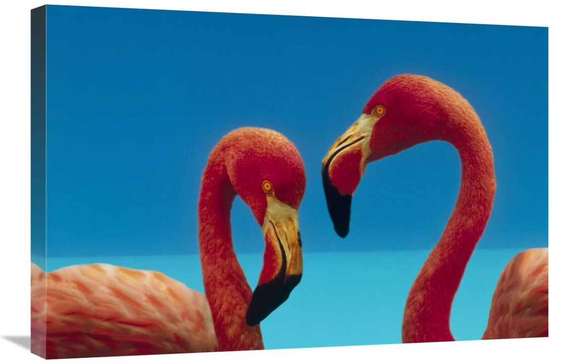 Greater Flamingo courting pair, Caribbean species-Canvas Art-30x20