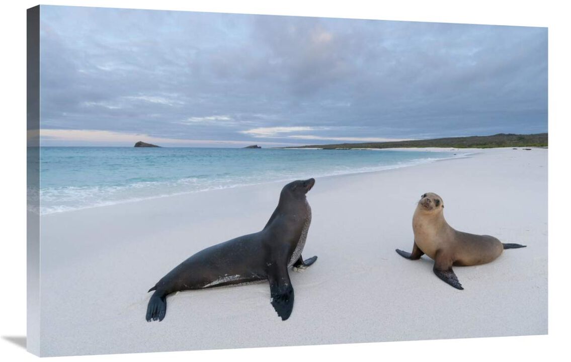Galapagos Sea Lion pair on beach, Galapagos Islands, Ecuador-Canvas Art-36x24