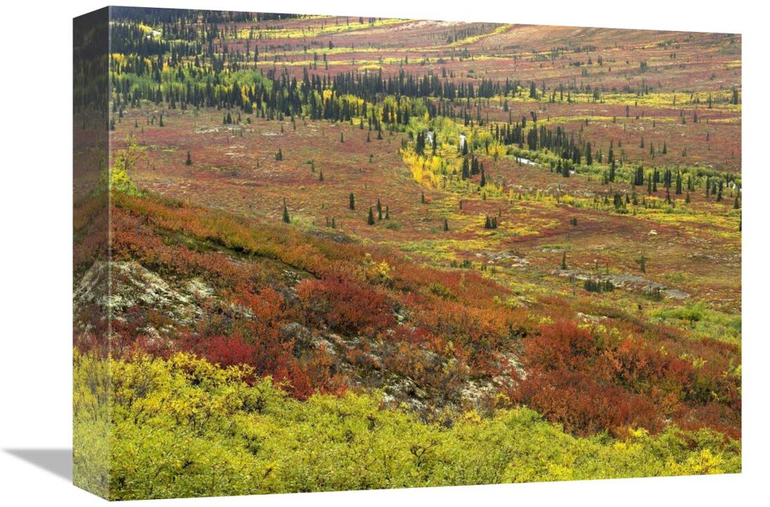 Autumn tundra with boreal forest, Tombstone Territorial Park, Yukon Territory, Canada-Canvas Art-16x12