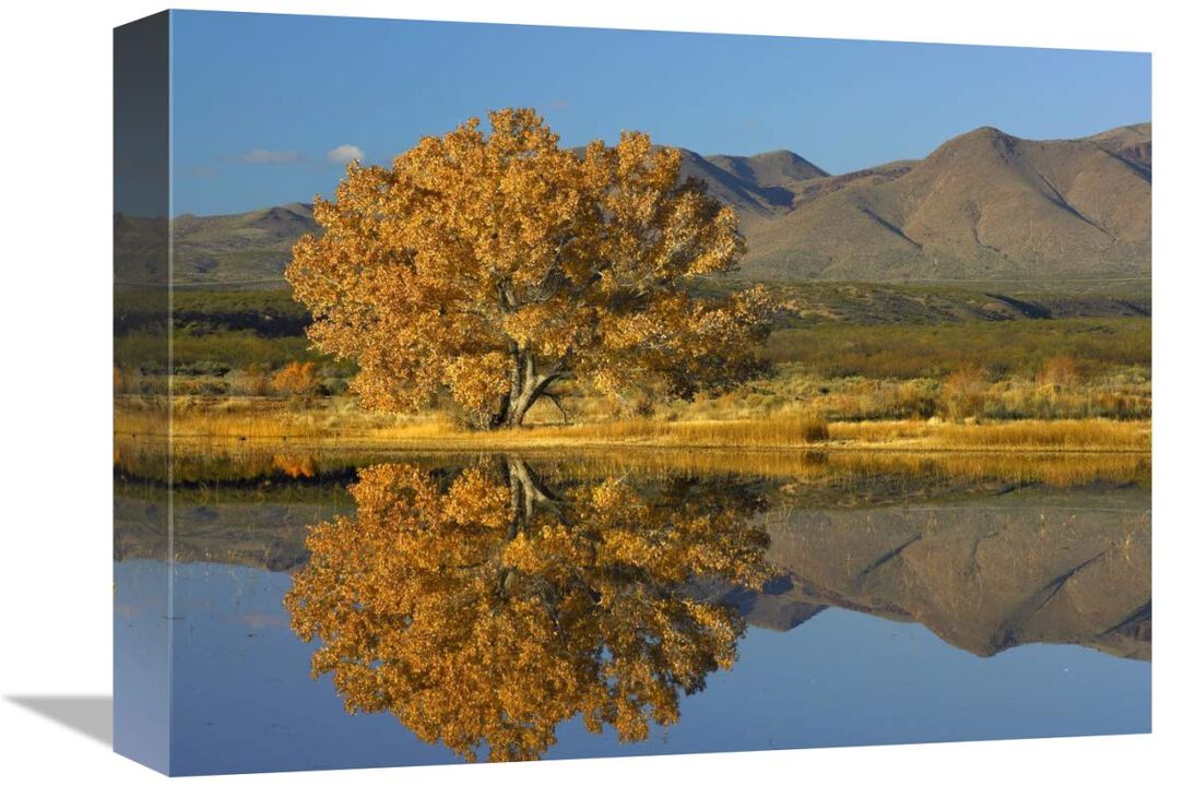Cottonwood fall foliage with Magdalena Mountains, New Mexico-Canvas Art-16x12