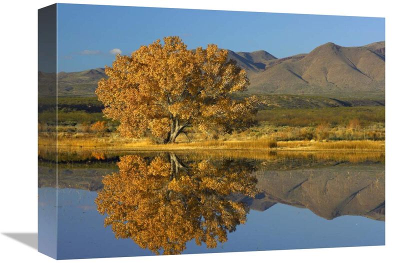 Cottonwood fall foliage with Magdalena Mountains, New Mexico-Canvas Art-16x12