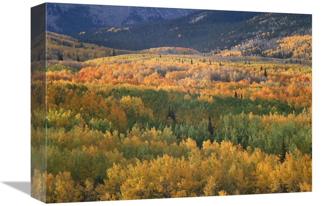 Aspen trees in fall colors, Gunnison National Forest, Colorado-Canvas Art-16x12