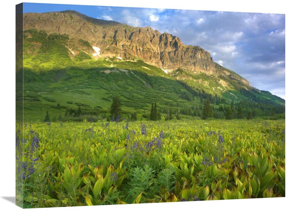 Gothic Mountain overlooking meadow near Crested Butte, Colorado-Canvas Art-32x24