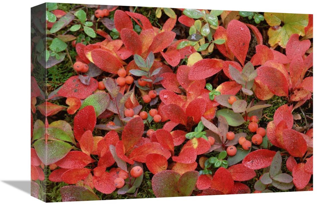 Bearberry on forest floor in autumn, Yukon Territory, Canada-Canvas Art-16x12