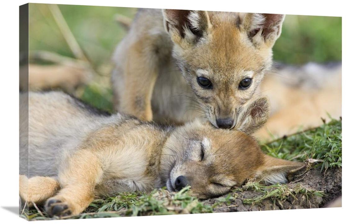 Black-backed Jackal pups, six weeks old, playing, Masai Mara, Kenya-Canvas Art-30x20