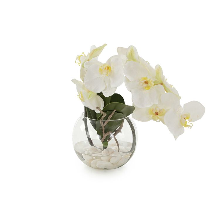 Aqua White Orchid
