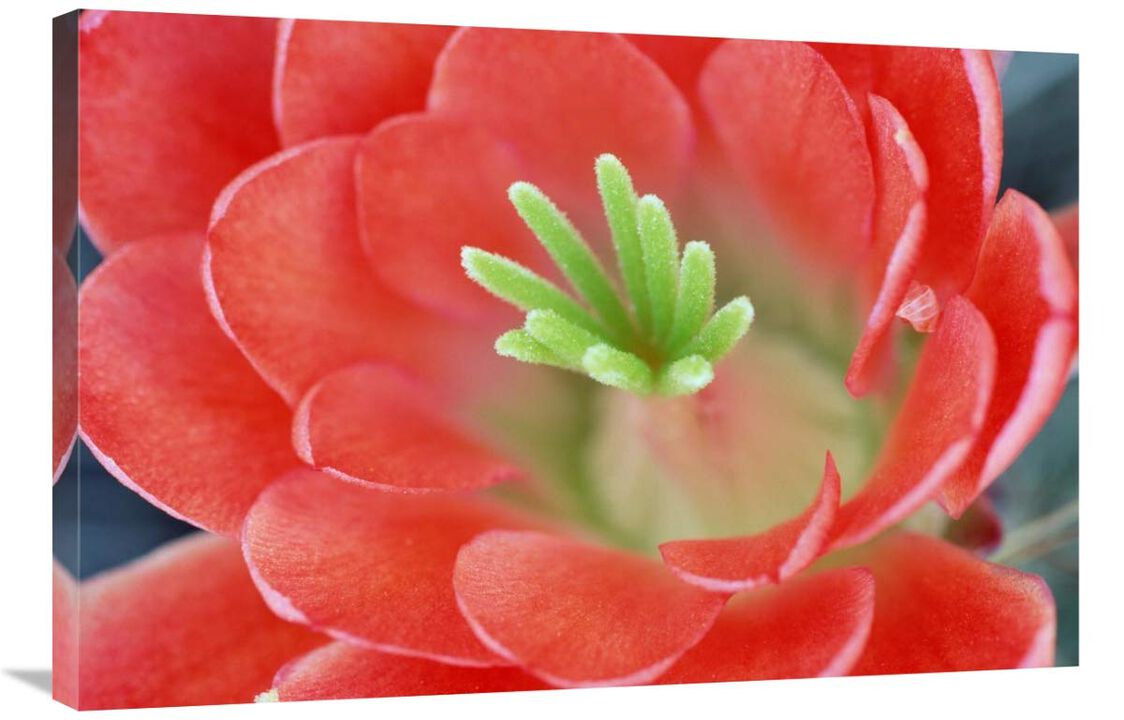 Claret Cup Cactus flower, Arizona-Canvas Art-36x24