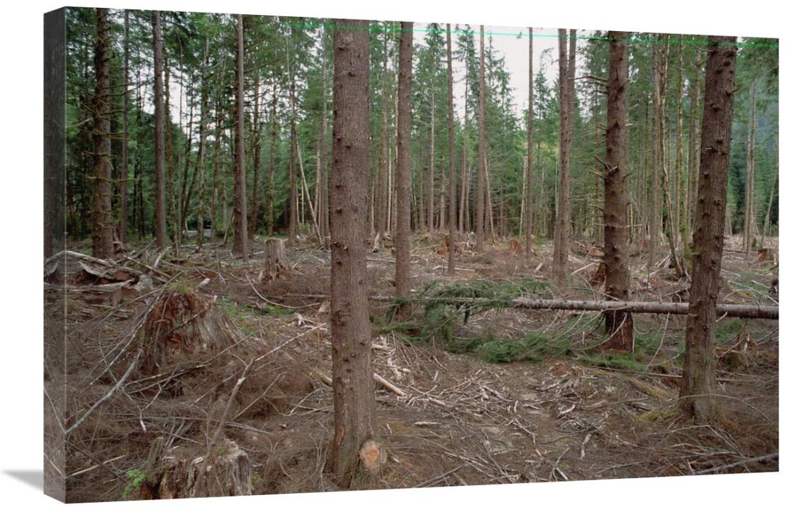 New forestry technique, Quinault River Valley, Olympic National Forest, Washington-Canvas Art-30x20