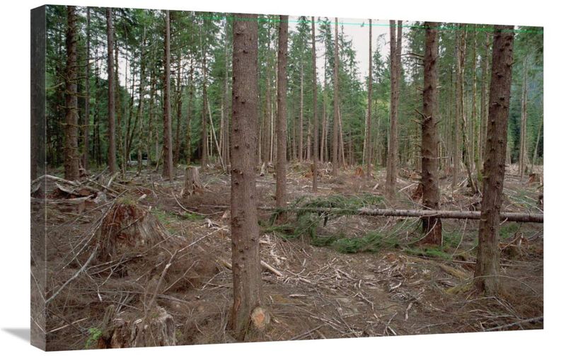 New forestry technique, Quinault River Valley, Olympic National Forest, Washington-Canvas Art-30x20