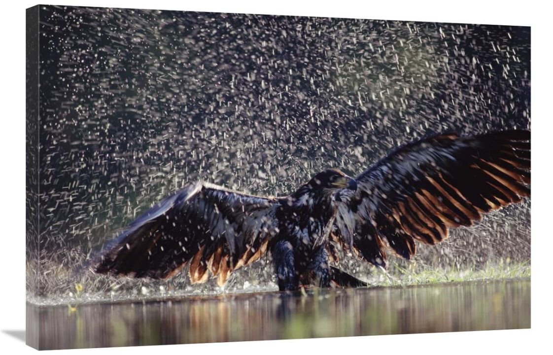 Bald Eagle juvenile bathing in river, British Columbia, Canada-Canvas Art-36x24