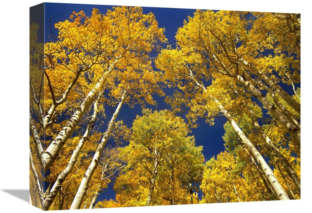 Aspen grove in fall colors, Maroon Bells, Snowmass Wilderness, Colorado-Canvas Art-16x12