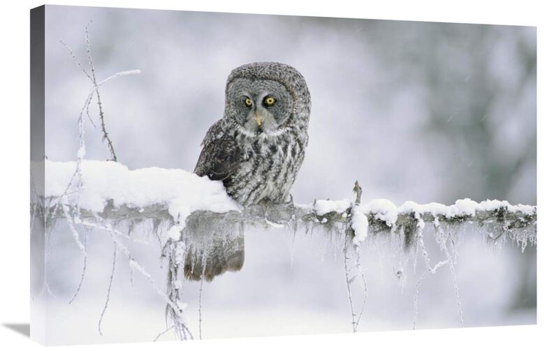 Great Gray Owl perching on a snow-covered branch, British Columbia, Canada-Canvas Art-30x20
