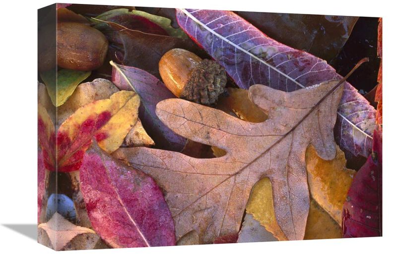Acorns, Oak, Cherry and Sumac, fall, Petit Jean State Park, Arkansas-Canvas Art-16x12