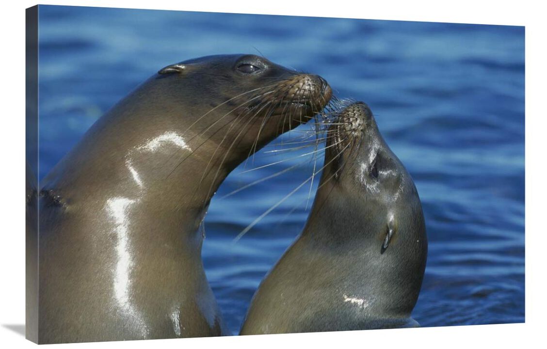 Galapagos Sea Lion females socializing, Punta Espinosa, Fernandina Island, Galapagos Islands-Canvas Art-36x24