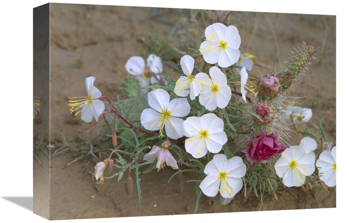 Evening Primrose with Grizzly Bear Cactus , North America-Canvas Art-16x12