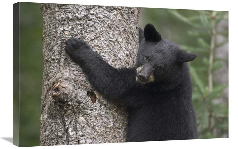 Black Bear cub in tree safe from danger, Orr, Minnesota-Canvas Art-30x20