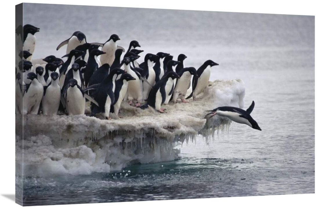 Adelie Penguin leaping into sea from ice apron, Franklin Island, Ross Sea, Antarctica-Canvas Art-36x24
