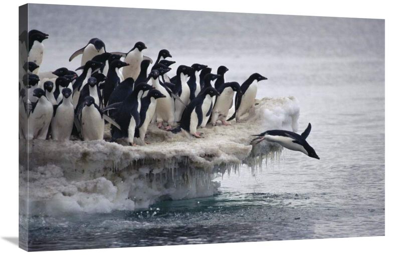 Adelie Penguin leaping into sea from ice apron, Franklin Island, Ross Sea, Antarctica-Canvas Art-36x24