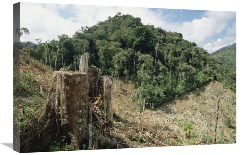 Deforested hillside of wet montane rainforest near Los Cedros Biological Reserve, Choco Phytogeographic region, northwest Ecuador-Canvas Art-30x20