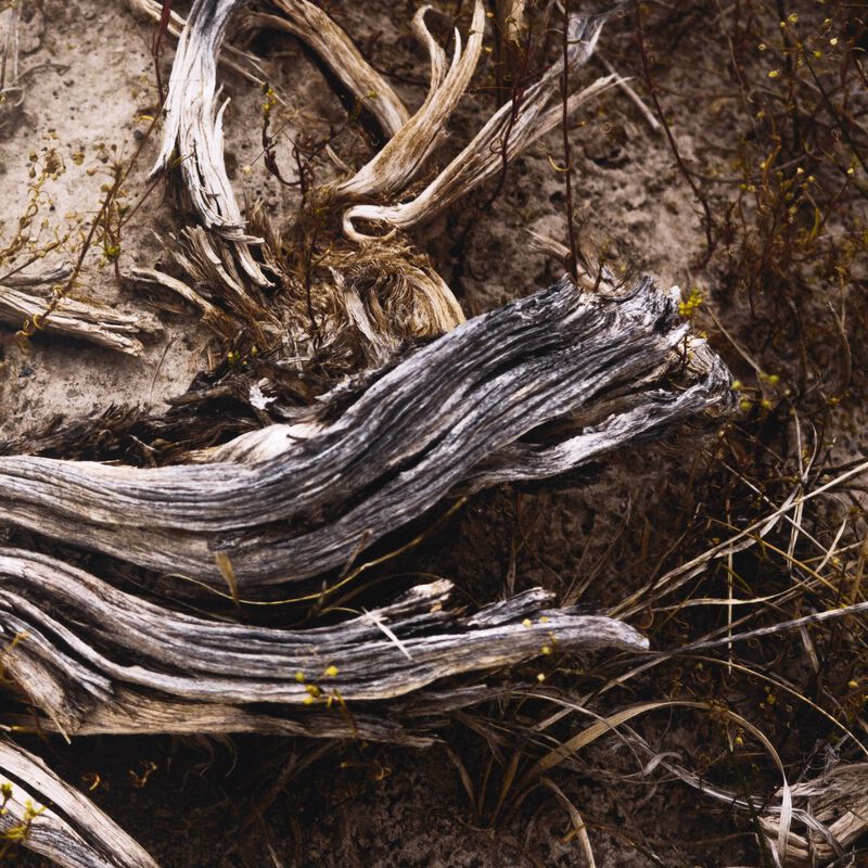 Bough By Shade Degges