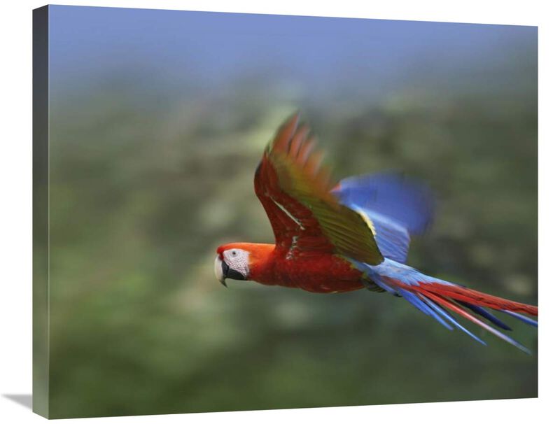 Scarlet Macaw flying, Costa Rica-Canvas Art-28x22