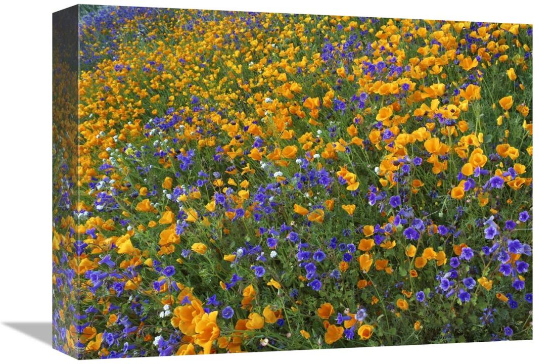 California Poppy and Desert Bluebell flowers, Antelope Valley, California-Canvas Art-16x12