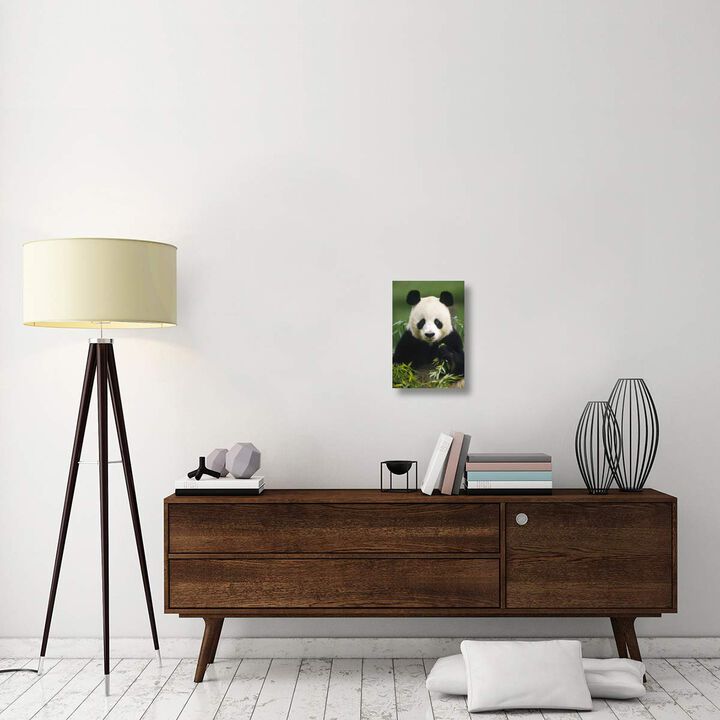 Giant Panda eating bamboo, China-Canvas Art-12x18