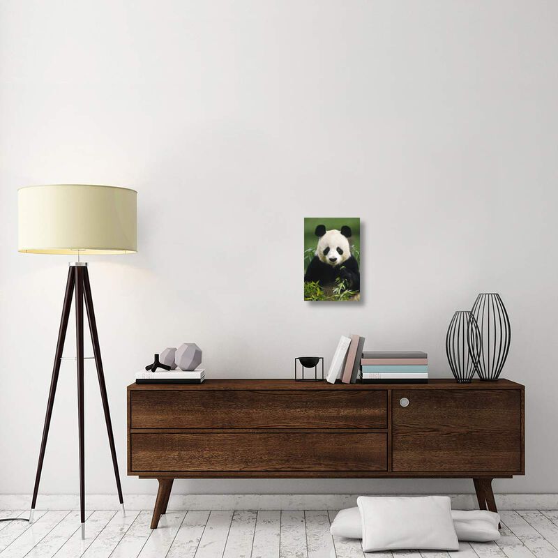 Giant Panda eating bamboo, China-Canvas Art-12x18