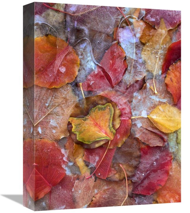 Fallen autumn colored Aspen leaves frozen on the ground-Canvas Art-12x16