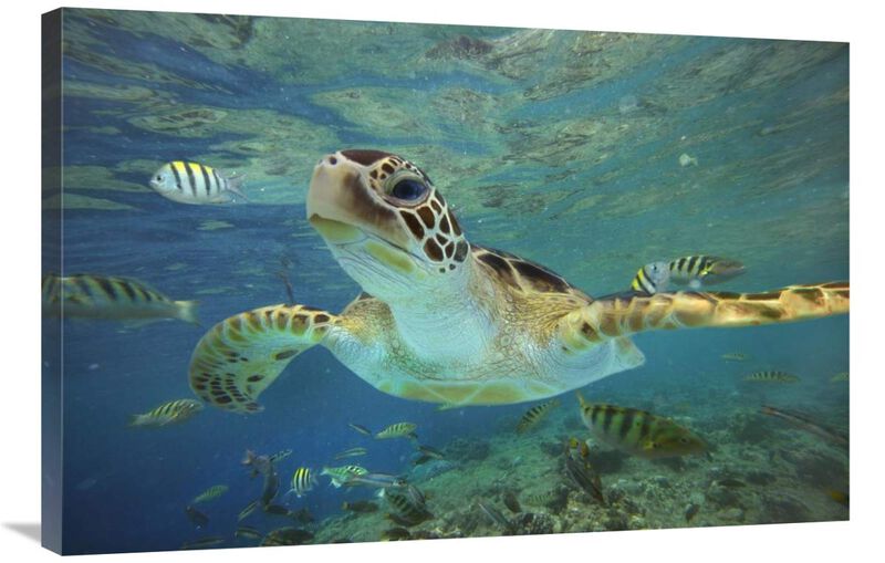 Green Sea Turtle, Balicasag Island, Philippines-Canvas Art-36x24