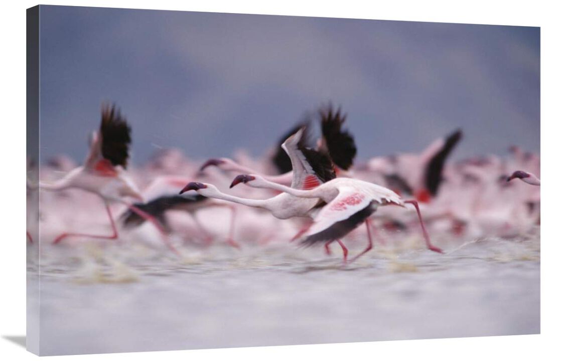 Lesser Flamingo flock taking flight from the surface of a lake, Kenya-Canvas Art-36x24