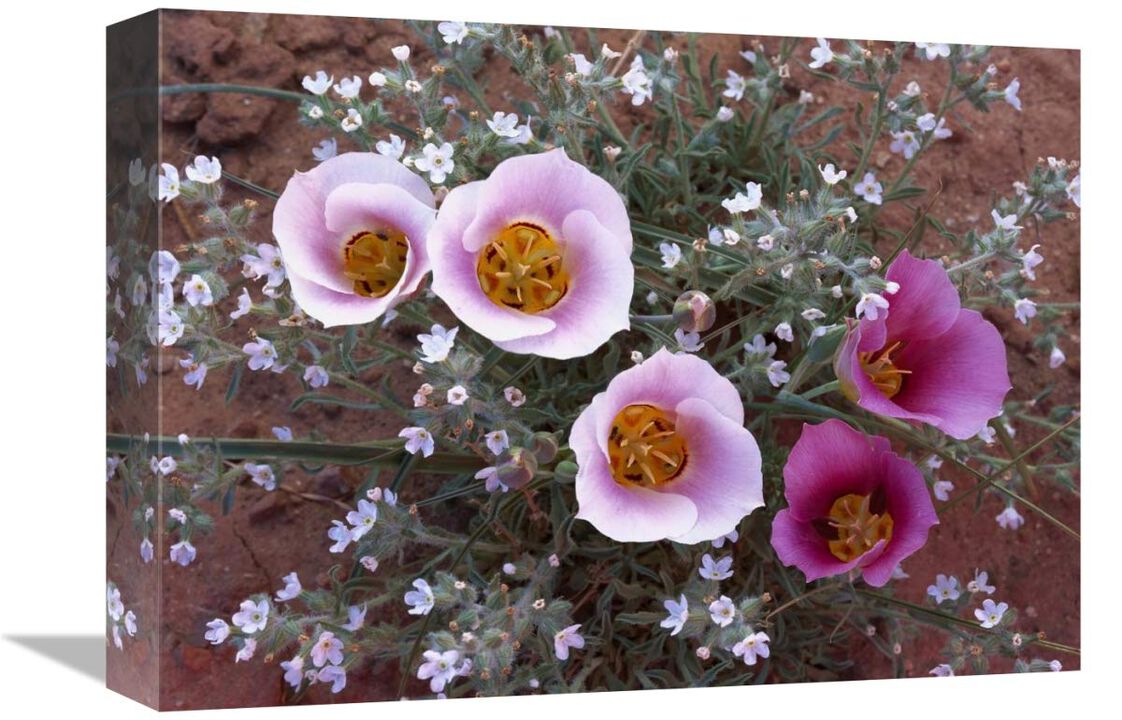 Sego Lily group, state flower of Utah with bulbous edible root, Canyonlands National Park, Utah-Canvas Art-16x12