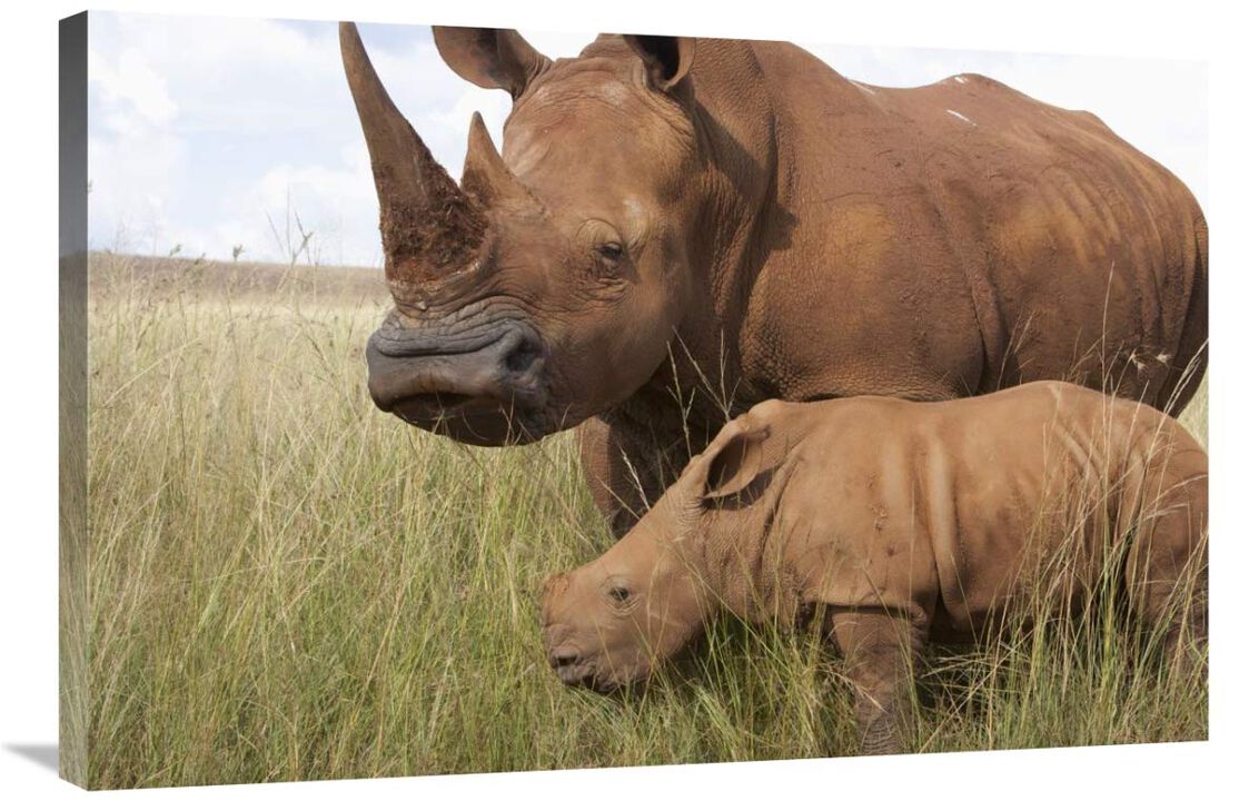 White Rhinoceros mother and calf, Rhino and Lion Nature Reserve, South Africa-Canvas Art-36x24