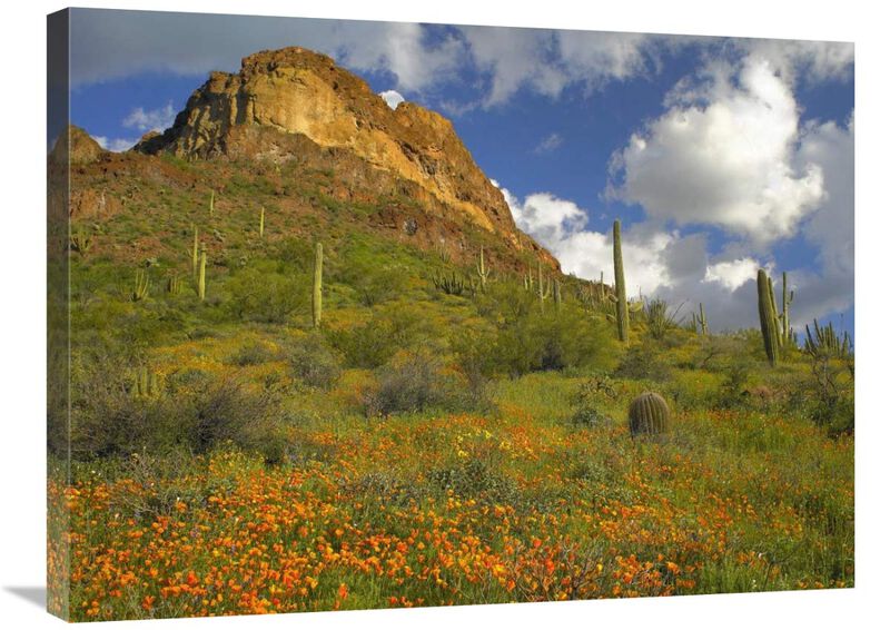 California Poppy and Saguaro cacti, Organ Pipe Cactus National Monument, Arizona-Canvas Art-32x24