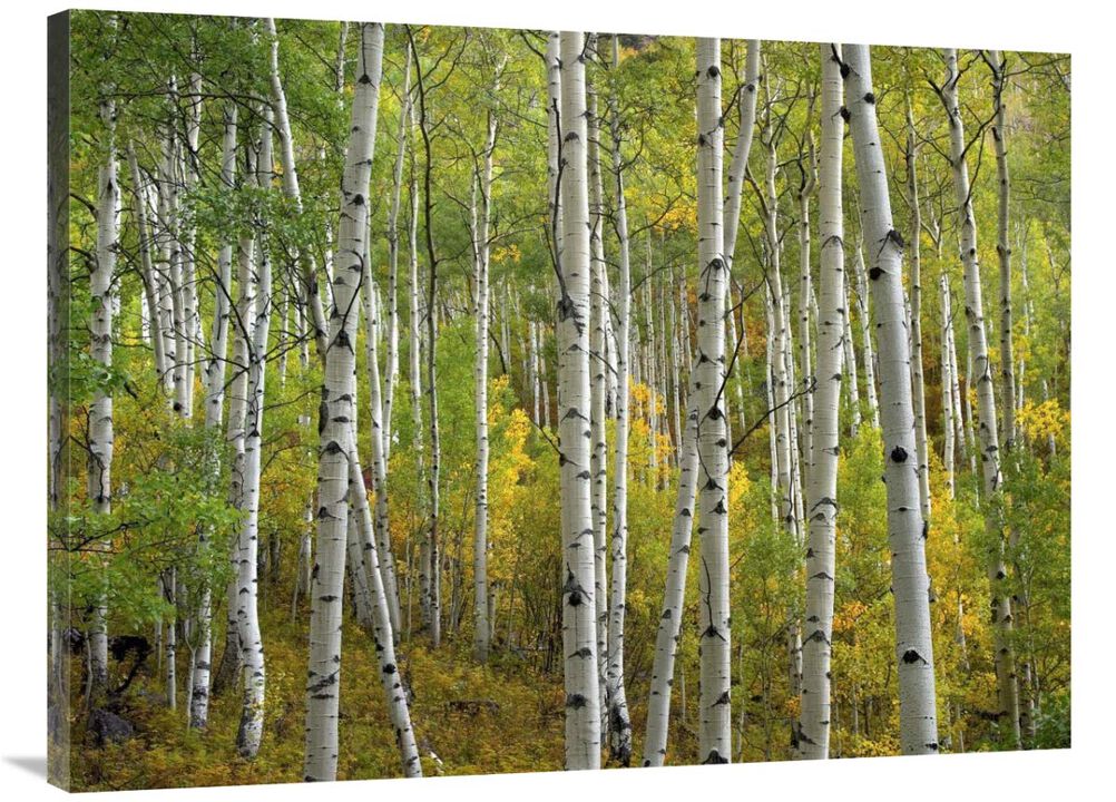 Aspen trees in fall, Colorado-Canvas Art-40x30