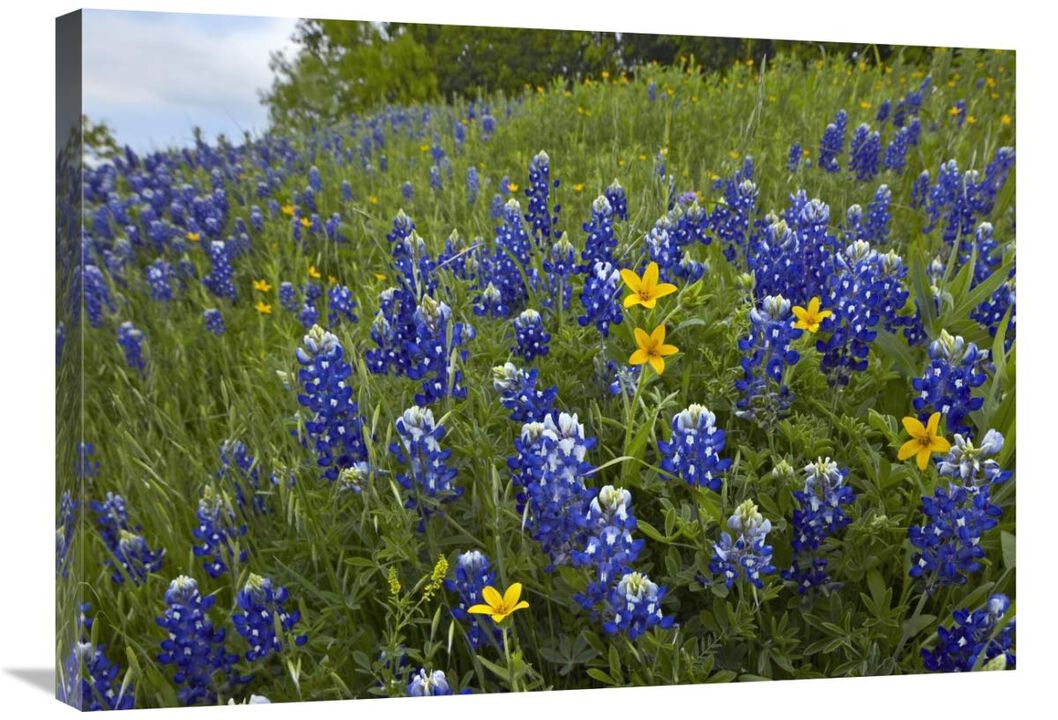 Bluebonnet and Texas Yellowstar meadow, Cedar Hill State Park, Texas-Canvas Art-32x24