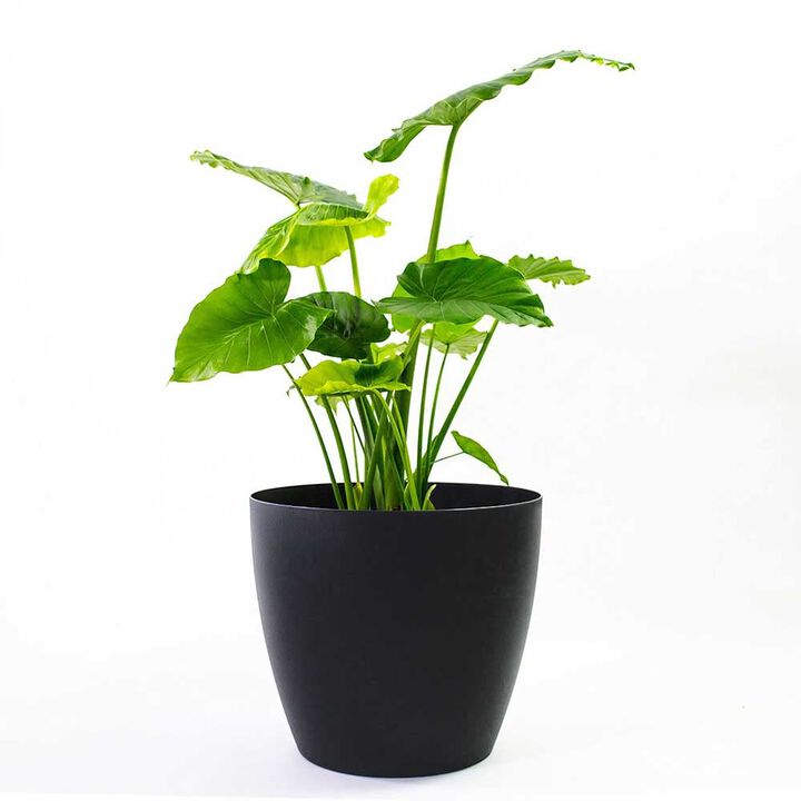 Greenline Manufacturing 15 Inch Memphis Round Planter Indoor Plastic Plant Pot, Black