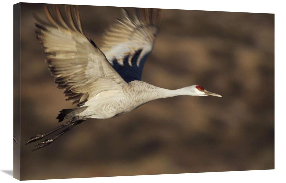 Sandhill Crane flying, Bosque Del Apache, New Mexico-Canvas Art-36x24