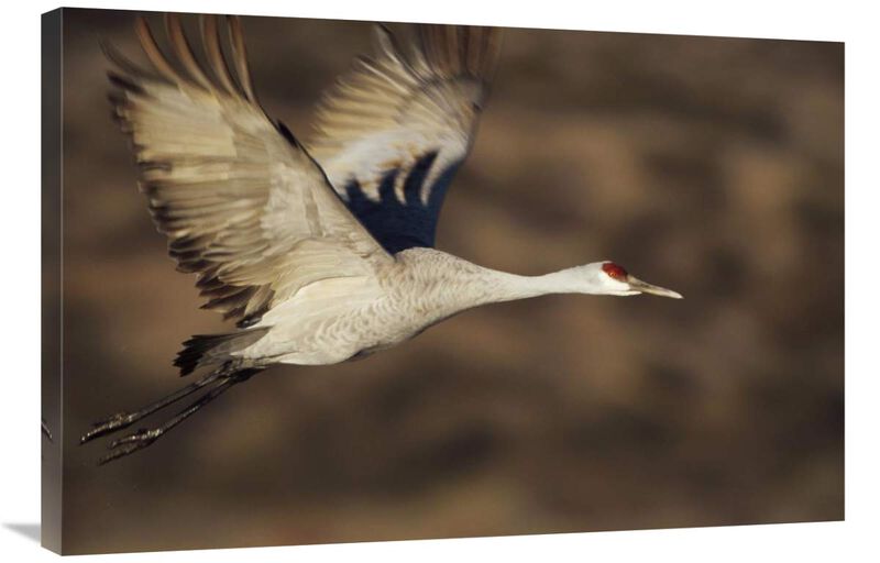 Sandhill Crane flying, Bosque Del Apache, New Mexico-Canvas Art-36x24