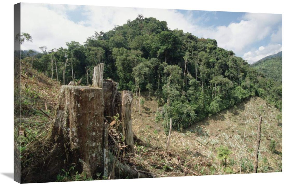 Deforested hillside of wet montane rainforest near Los Cedros Biological Reserve, Choco Phytogeographic region, northwest Ecuador-Canvas Art-36x24